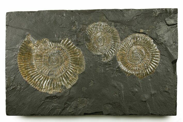 Fossil Ammonite (Dactylioceras) Cluster - Posidonia Shale, Germany #383724